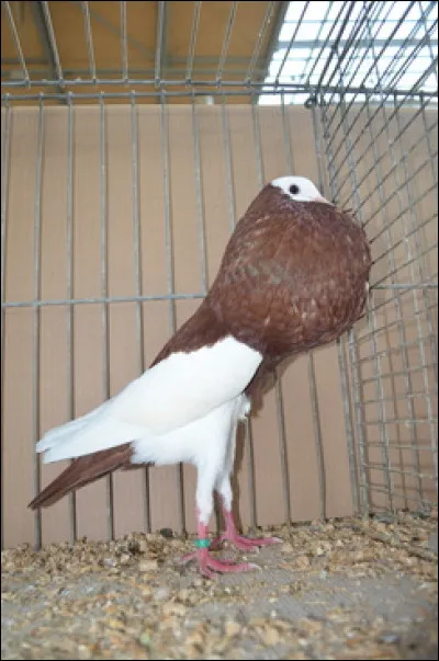 Quelle est cette race ?