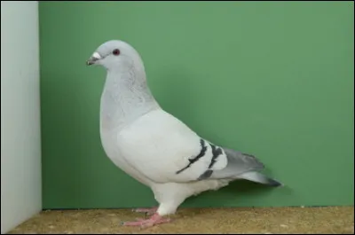 Quelle est cette race ?