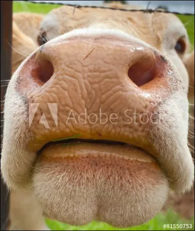 Lequel de ces films de Mario Camerini est sorti en 1932 ?