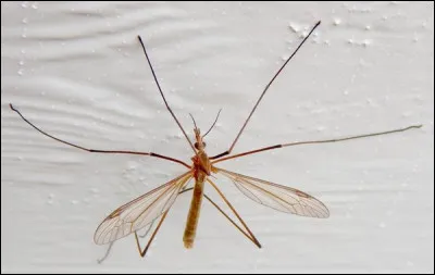 En 2020, Jan Kounen a réalisé...