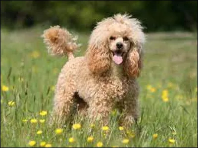 Ce chien est-il un caniche ?