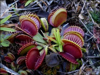 Puis vinrent Amphitrite et Aphrodite, qu'il engendra avec une déesse assez archaïque nommée ... (Complétez !)