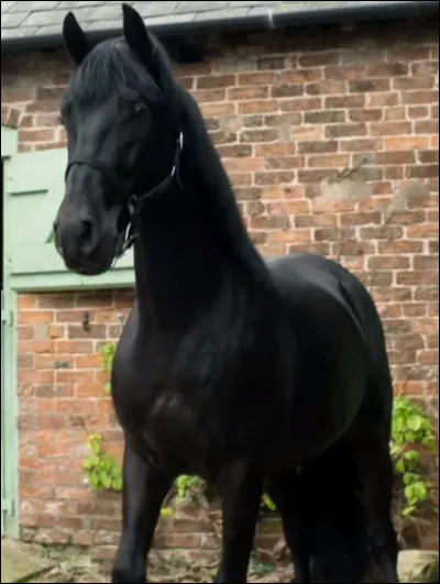 Qui a eu l'idée d'abriter les chevaux de Bright Field après le terrible incendie ?