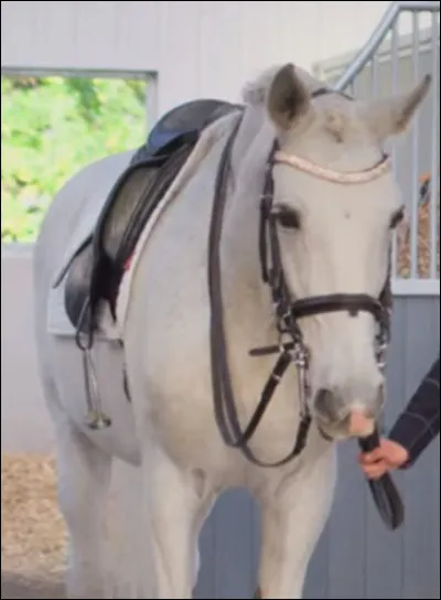 Où se trouve Rosie quand elle a disparue ?