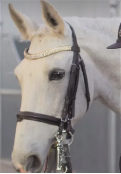 Qui est le cheval sur cette photo ?