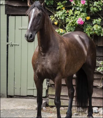 Qui est le propriétaire d'Ariel ?