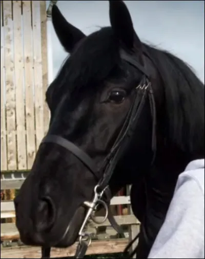 Quel cheval l'héroïne rencontre-t-elle ?