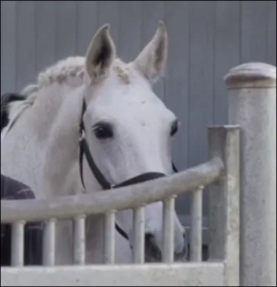Combien de chevaux à Mia (+Raven) ?