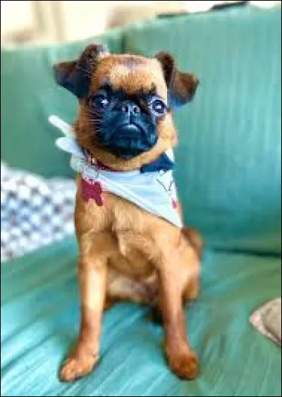 Comment s'appelle son chien ?