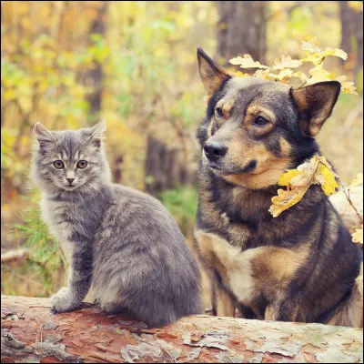 Comment dit-on "Chien et chat" en espagnol ?