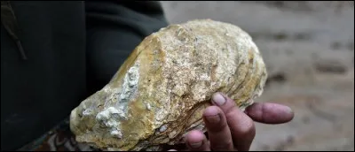 De quel pays, les Lions, est-il le nom de l'équipe nationale de rugby à XV ?