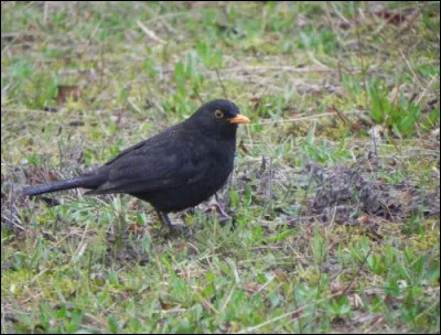 Ce merle noir mâle appartient à la famille des Turdidés.