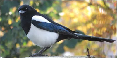 Celui-ci est une pie.