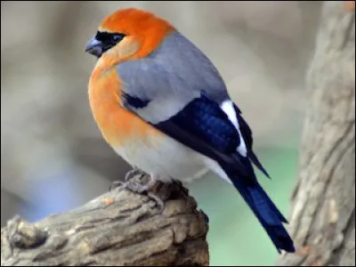 Voici un chardonneret élégant !