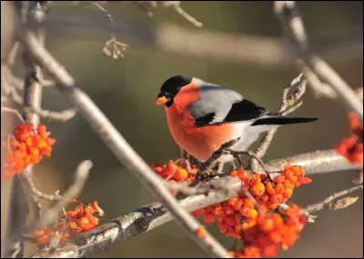 Ce petit passereau est un bouvreuil pivoine mâle.
