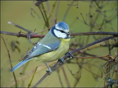 Cet oiseau facile à reconnaître est une mésange bleue.