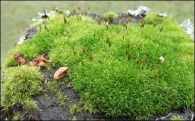 Quelle couleur a une nuance appelée "mousse" ?