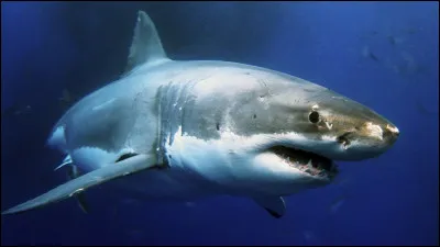 Quel est cet animal ?