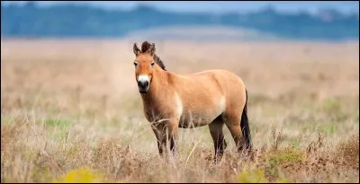 La race de chevaux entièrement sauvage s'appelle :