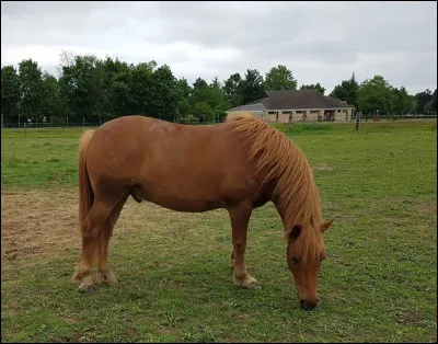 Quelle est la robe de ce cheval ?