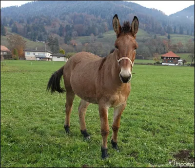 Qu'est-ce qu'un mulet ?