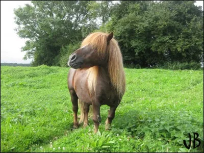 Un poney c'est :