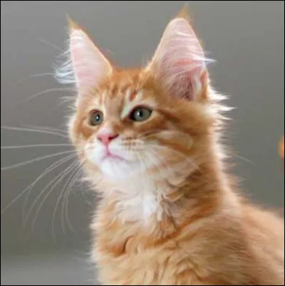 Quel est ce pelage ?