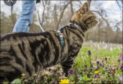Quel est ce pelage ?