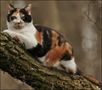 Quel est ce pelage ?