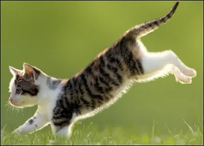 Quel est ce pelage ?