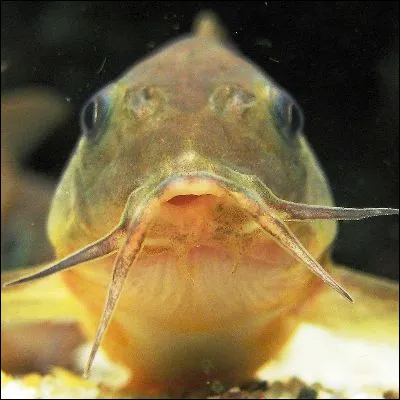 Quel poisson doit son nom à ses barbillons ?