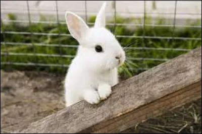Comment dit-on ''lapin'' ?