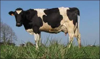 Comment se dit ''vache'', en espagnol ?