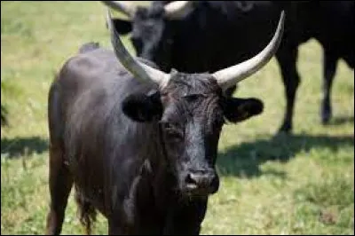 Comment dit-on, en espagnol, ''le taureau'' ? Indice pour ceux qui aiment (ou du moins connaissent) les parcs d'attractions ! C'est le nom d'une attraction qui se trouve dans le parc d'attractions ''Six flags'' ! Le taureau est aussi un animal typique de l'Espagne.