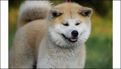 Comment s'appelle son chien ?