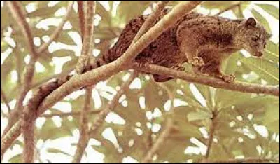 Quel est cet animal ?