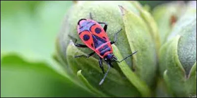 Comment nomme-t-on cet insecte faisant partie de la famille des pyrrhocoridées ?