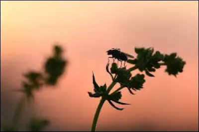 À qui doit-on la fabulette "Mouchelette" dans les années 80 ?