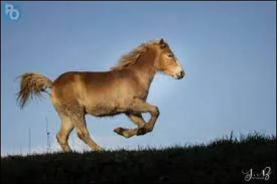 Que faut-il faire lorsque qu'un cheval s'en va ?