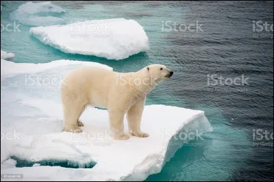 Comment pouvons-nous aider les ours polaires ?