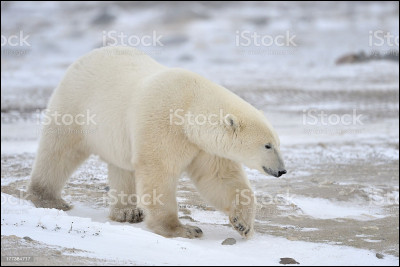 Quel est le nom scientifique de l'ours polaire ?