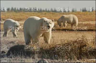 Quel est le régime alimentaire des ours polaires ?
