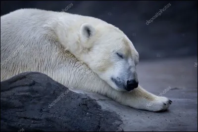 L'ours polaire peut sentir une proie à combien de kilomètres ?