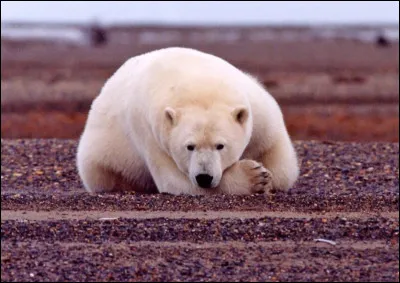 L'ours polaire a-t-il une 3e pupille ?
