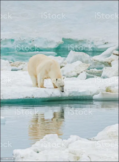 Les mâles hibernent combien de temps ?