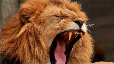 Quel est cet animal ?