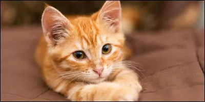 Quel est cet animal ?