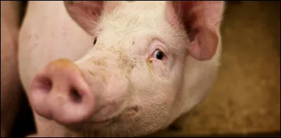 Quel est cet animal ?