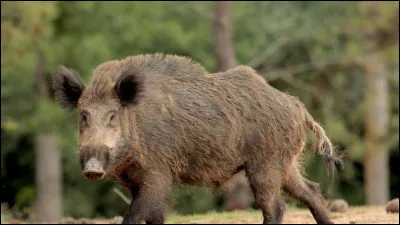 Quel est cet animal ?