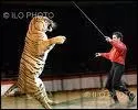 Je dresse les animaux, en gnral de grands flins dans un cirque, je suis...